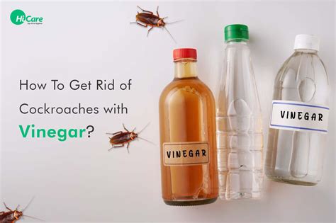 Get rid of cockroaches. Things To Know About Get rid of cockroaches. 